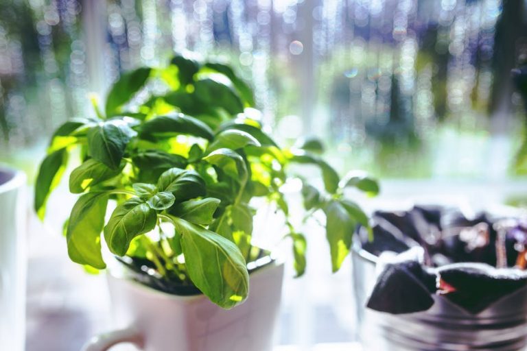 8 IDEAL HERBS FOR AUTUMN/WINTER DISHES