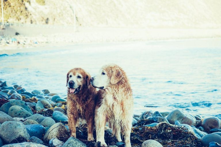 4 IDEAL SOLUTIONS TO HELP BUSY PET OWNERS GAIN CONTROL