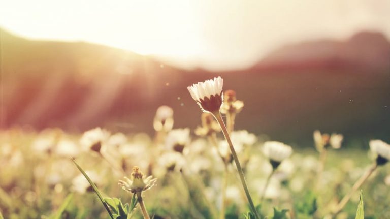 10 IDEAL TIPS ON HOW TO HANDLE HAY FEVER THIS SPRING