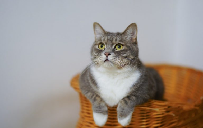 5 IDEAL TIPS ON HOW TO KEEP YOUR CAT COOL THIS SUMMER