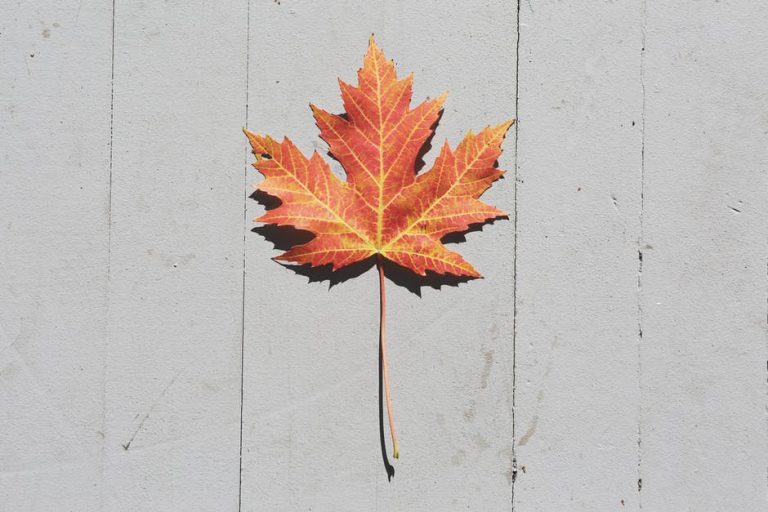 4 IDEAL TIPS ON HOW TO MAKE THE MOST OUT OF YOUR AUTUMN GARDEN