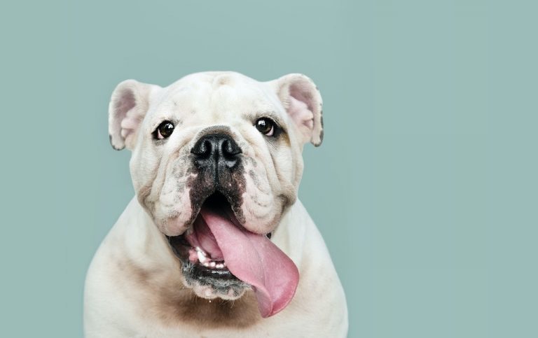 IDEAL REASONS WHY YOU SHOULDN’T GIVE INTO YOUR POOCH’S PUPPY DOG EYES