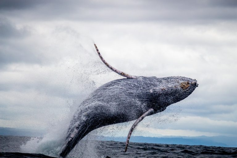 7 IDEAL WHALE WATCHING TIPS FOR SOUTH AFRICA