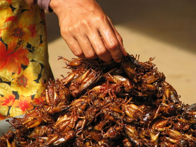 5 IDEAL REASONS TO INCLUDE BUGS IN YOUR DIET. YES, BUGS.