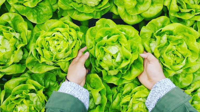 THE IDEAL GUIDE TO ORGANIC FARMING