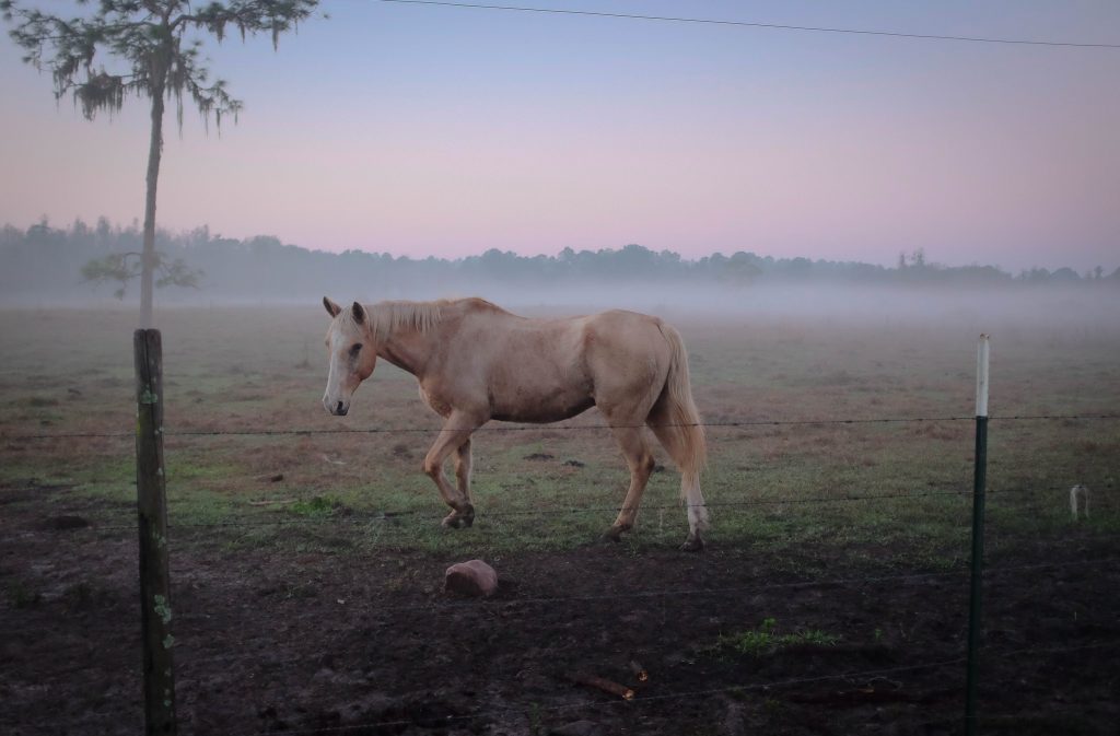 6 IDEAL WAY TO CARE FOR YOUR HORSE THIS SUMMER