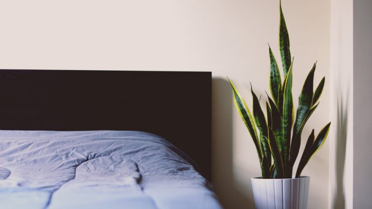 4 IDEAL PLANTS TO PLACE IN YOUR BEDROOM