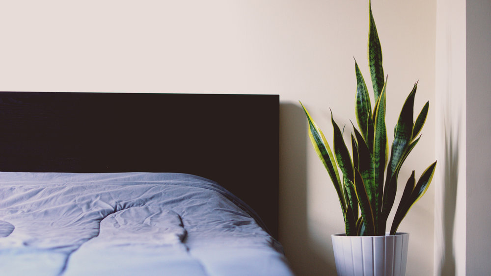 4 Ideal Plants To Place In Your Bedroom Ideal Magazine