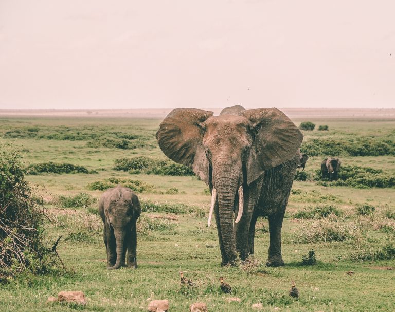 7 IDEAL WILDLIFE SANCTUARIES NEAR COIMBATORE, INDIA