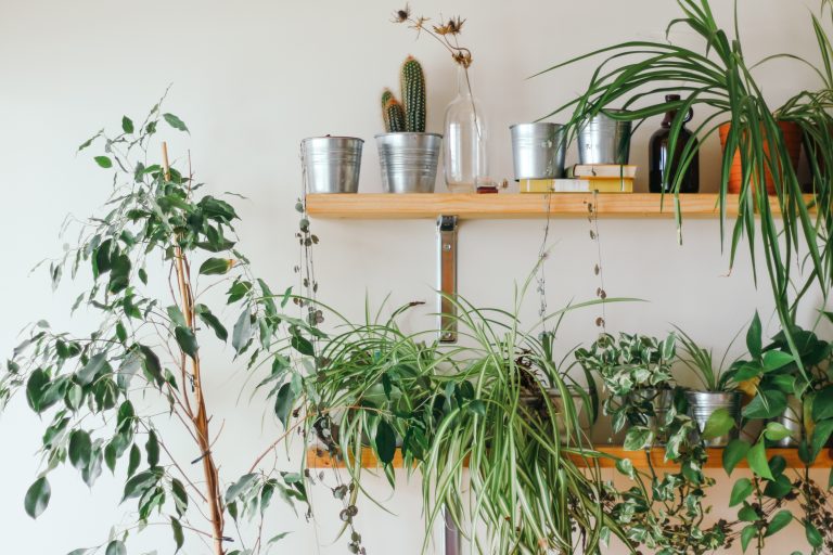 THE IDEAL GUIDE TO HOUSE PLANTS AND THEIR POTENTIAL HEALTH BENEFITS