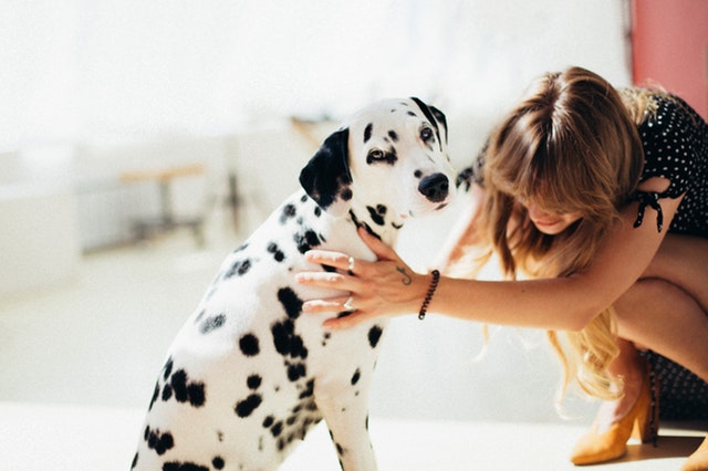 4 IDEAL WAYS TO PAMPER YOUR POOCH
