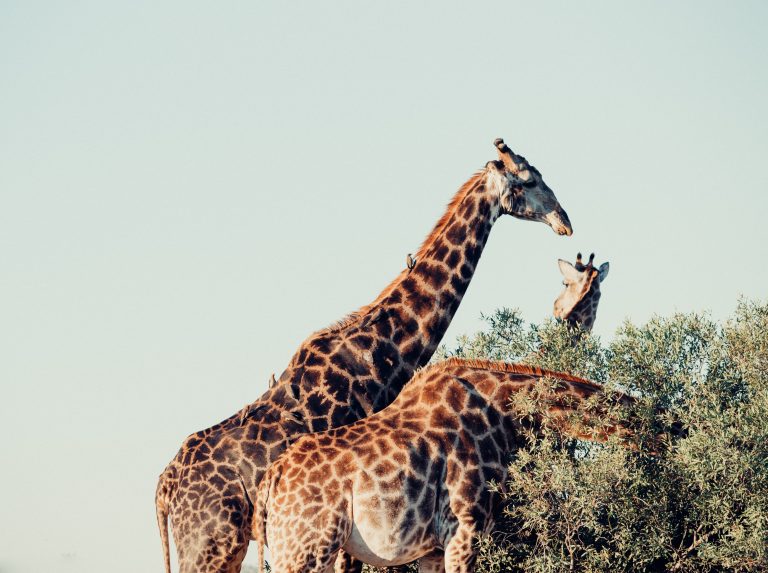 5 IDEAL THINGS TO DO IN BLOEMFONTEIN, SOUTH AFRICA