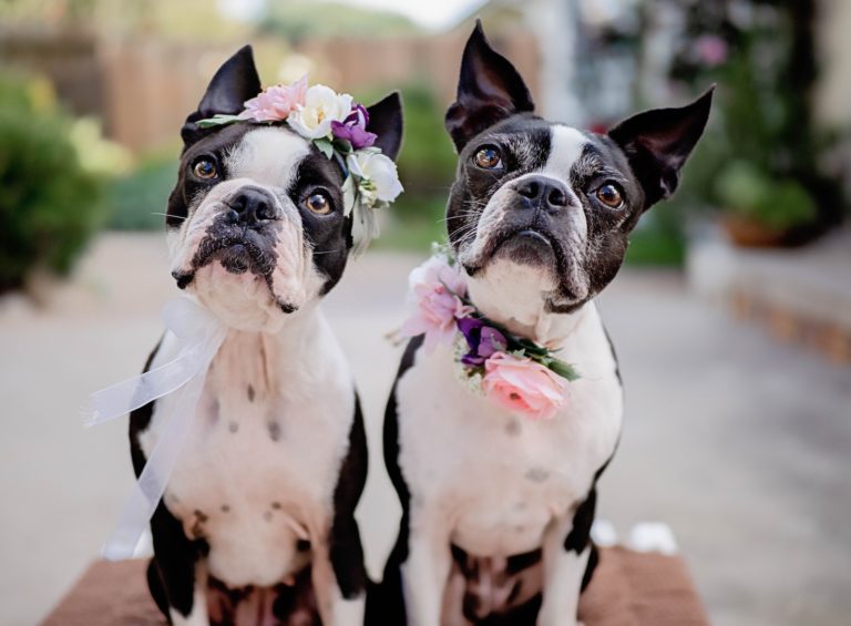 5 IDEAL WAYS TO INCORPORATE PETS INTO YOUR WEDDING DAY 