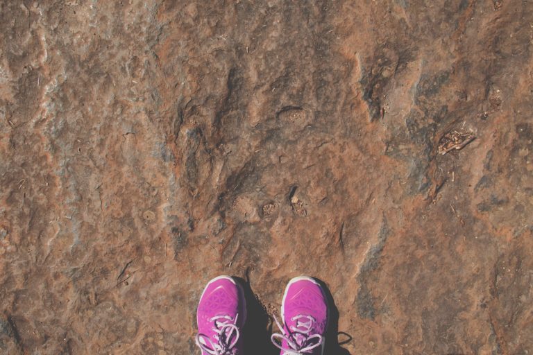 4 IDEAL TIPS FOR BEGINNER FOSSIL COLLECTORS