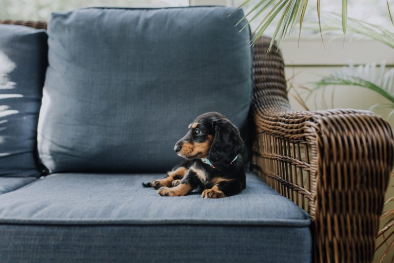 4 IDEAL WAYS TO PUPPY PROOF YOUR HOME