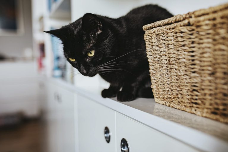 THE IDEAL GUIDE TO CREATING A PET FRIENDLY HOME