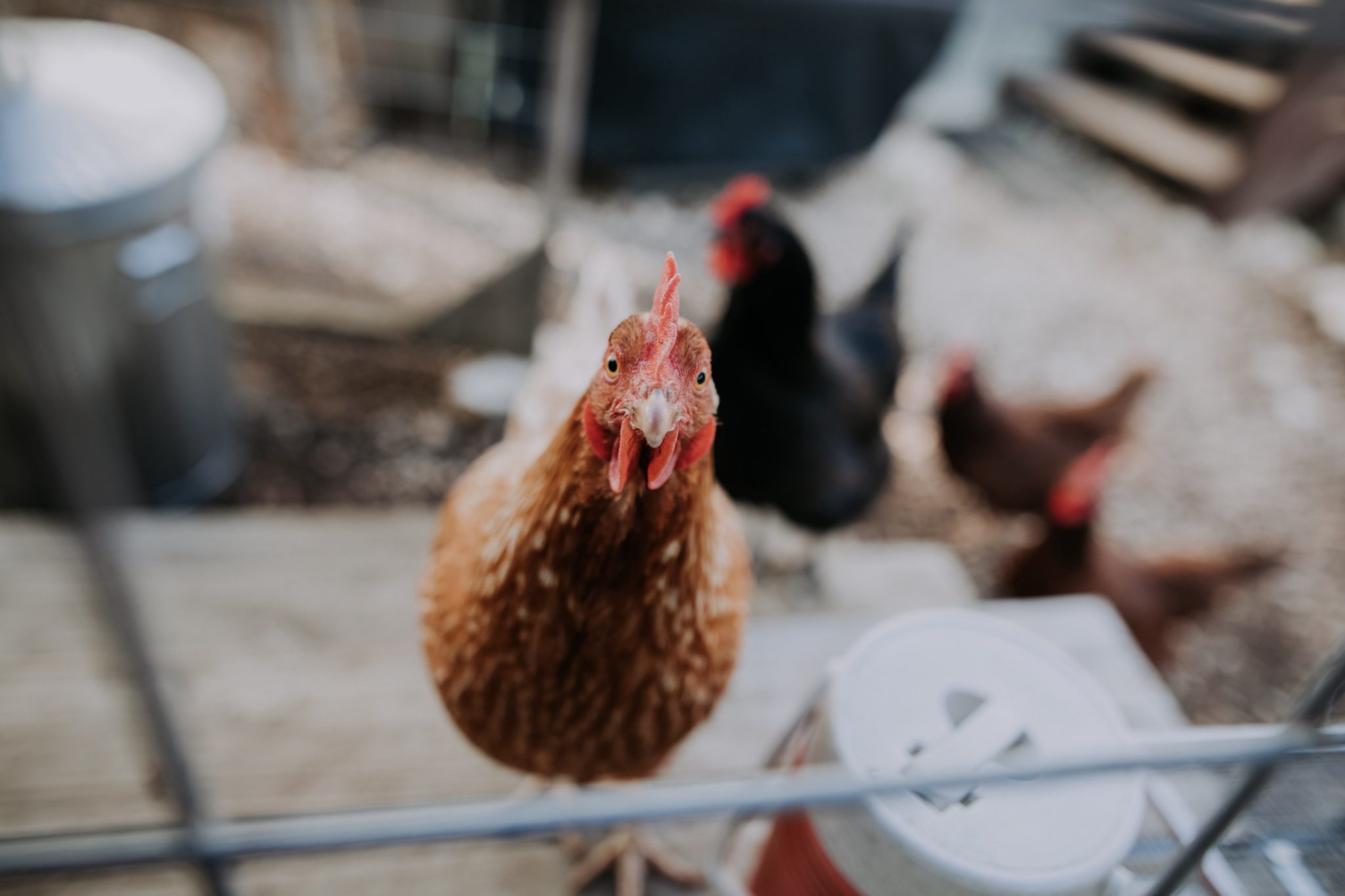 5 IDEAL TIPS ON KEEPING CHICKENS AS PETS Ideal Magazine