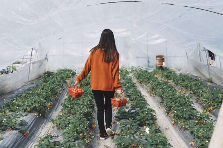 5 IDEAL WAYS TO PREVENT GARDEN PESTS EFFICIENTLY 