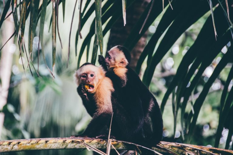 10 Of The World’s Most Diverse National Parks For Wildlife Spotting