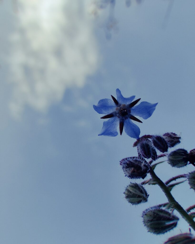 Borage