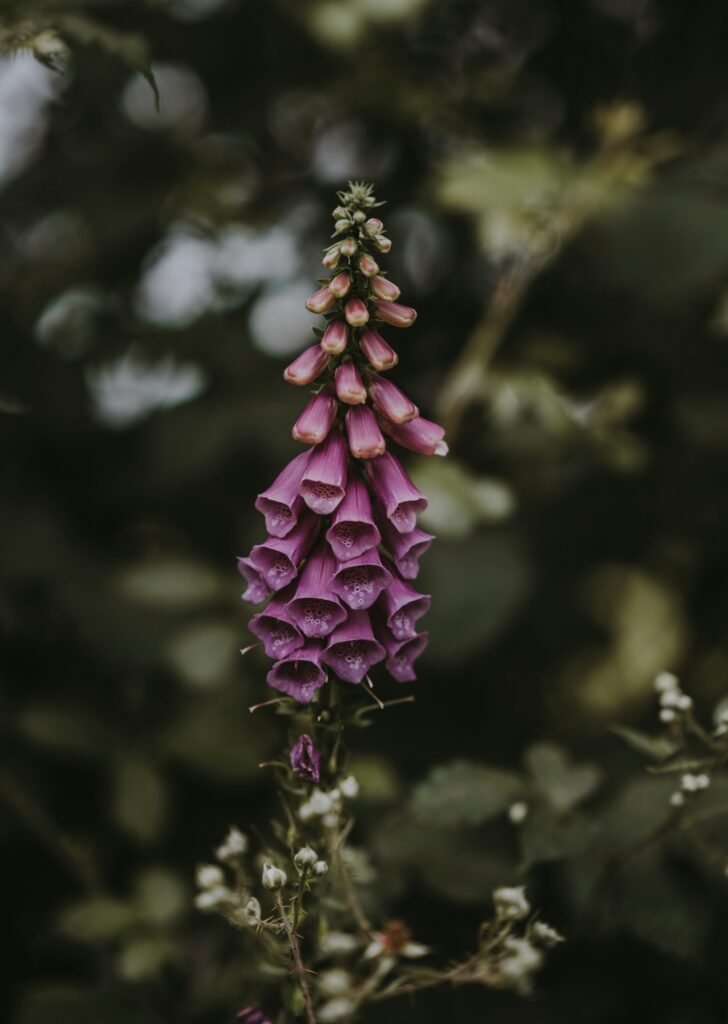 Digitalis