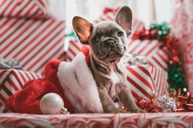 5 IDEAL THINGS TO DO IF YOU’RE GETTING A DOG FOR CHRISTMAS 