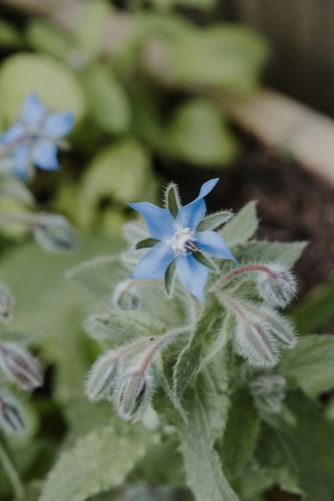 Borage