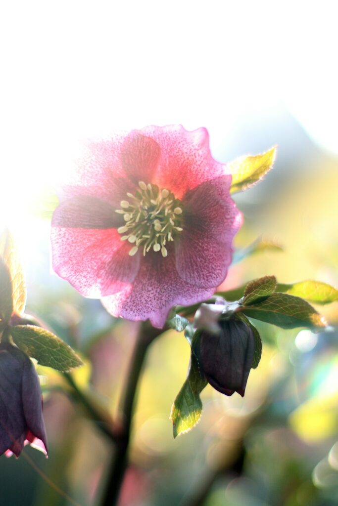 Hellebores