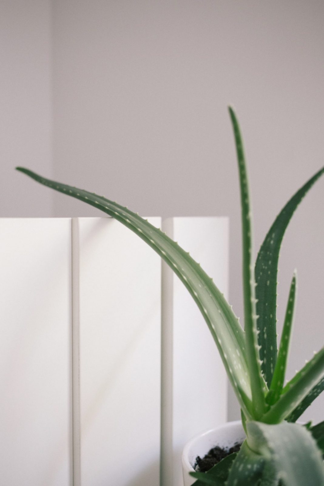 5 OF THE BEST AIR PURIFYING PLANTS FOR YOUR HOME OFFICE Ideal Magazine