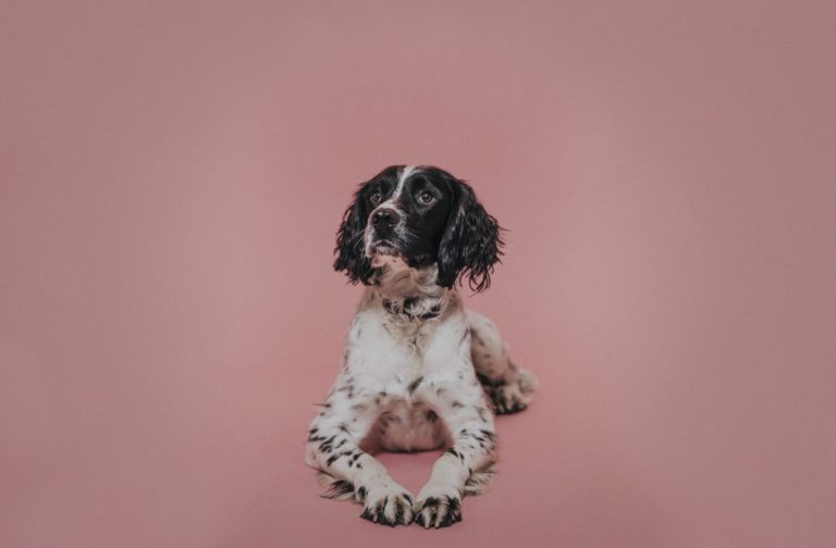 10 Top Tips For Keeping Your Dog Happy And Healthy In 2025