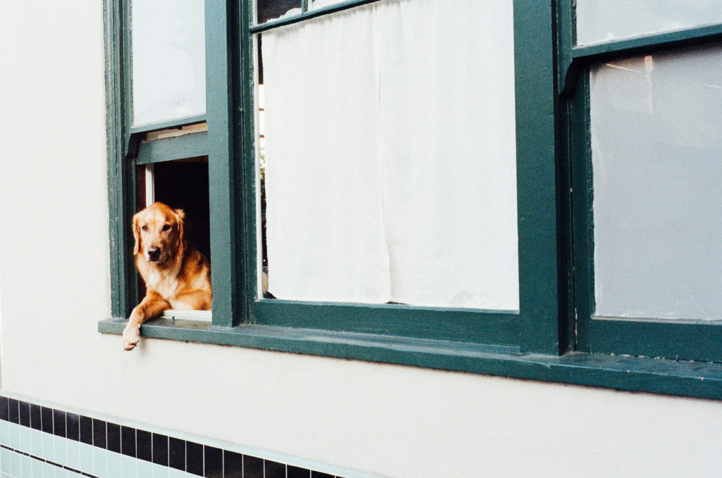 CARING FOR YOUR PET DURING LOCKDOWN