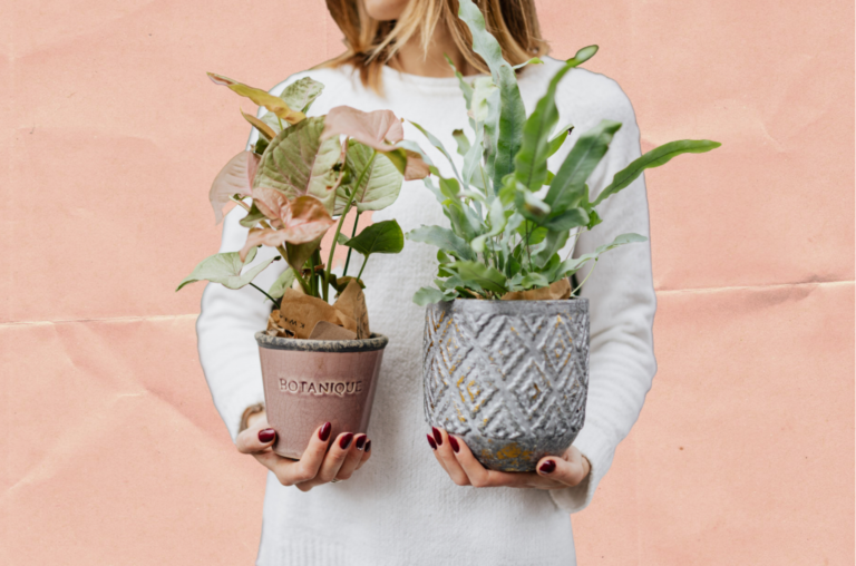 HOW TO KEEP YOUR HOUSEPLANTS ALIVE FOR LONGER: 7 SIMPLE STEPS