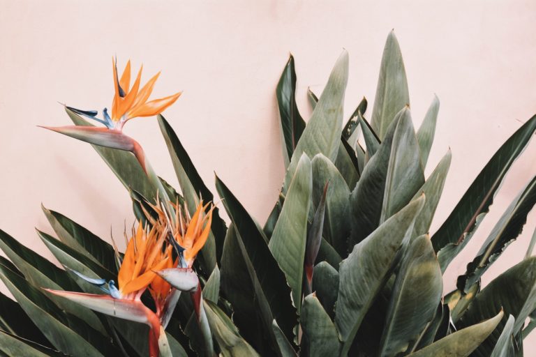 7 Ideal Plants To Bring A Tropical Vibe To Your Home