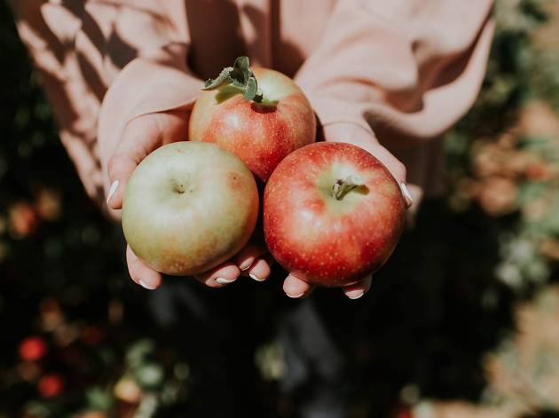 5 IDEAL BEGINNER’S TIPS FOR GROWING APPLE TREES