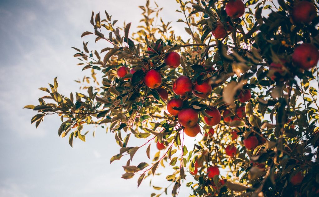 5 IDEAL BEGINNER’S TIPS FOR GROWING APPLE TREES