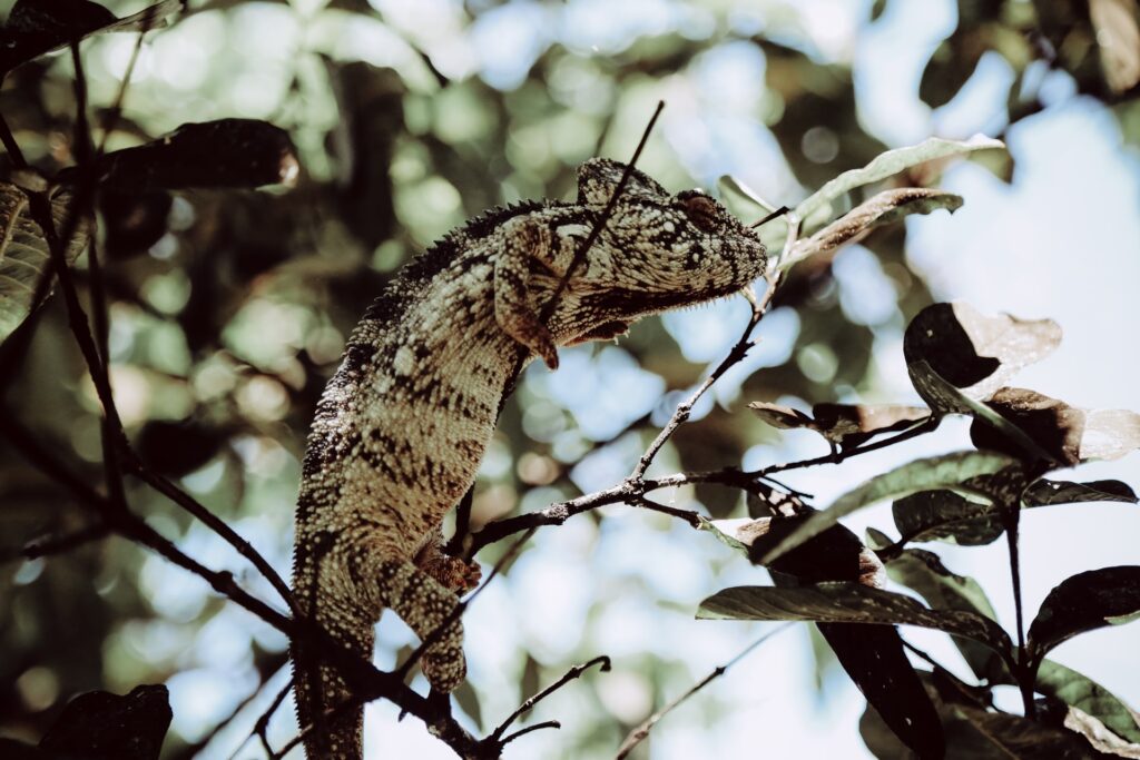 reptile on tree in Madagascar