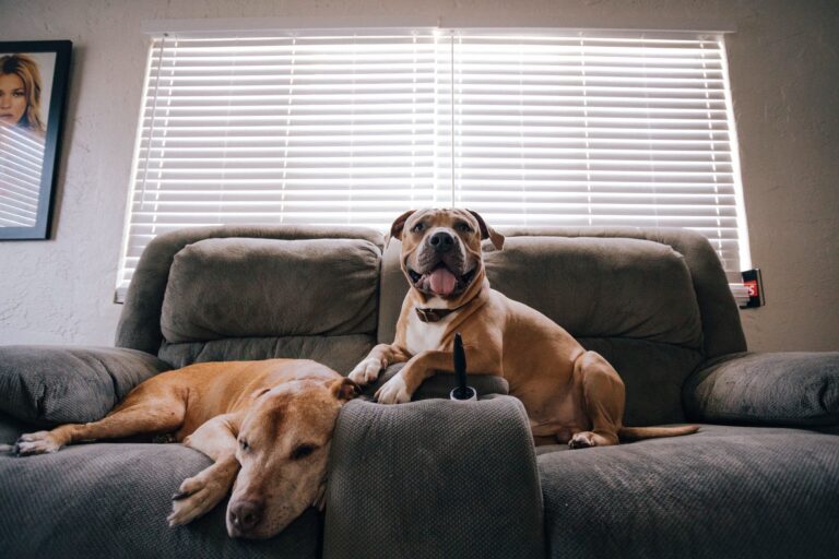 8 Hacks For Keeping Your House Smelling Good When You Have Pets
