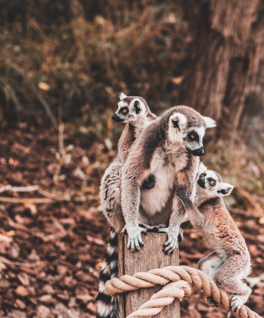 lemur in Andasibe-Mantadia Natinal Park