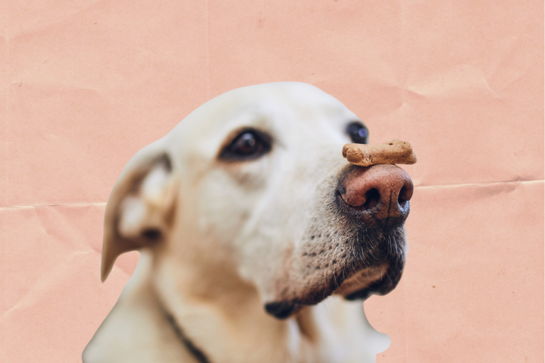 Healthy Eating Tips For Your Dog: A Guide To Perfect Pooch Nutrition