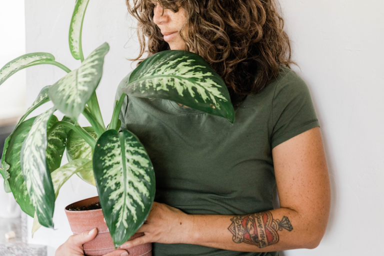 6 IDEAL WAYS TO DEAL WITH INDOOR PLANT PESTS