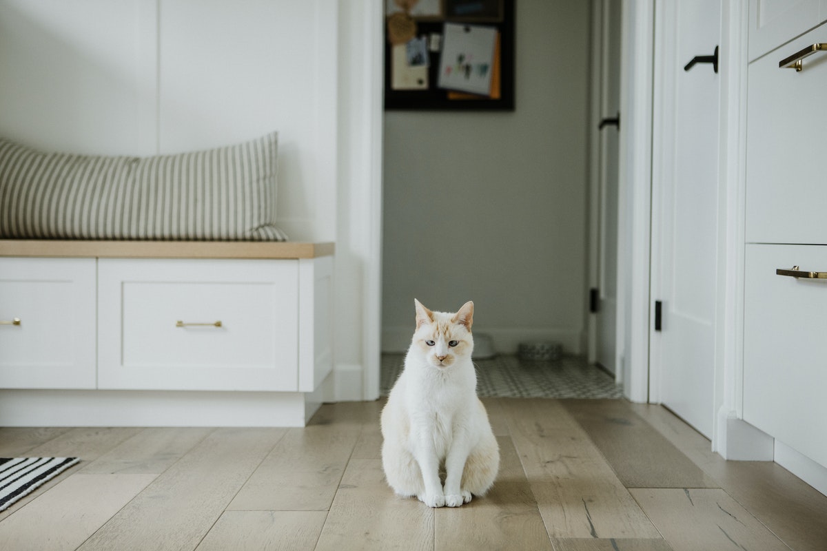 5 TIPS ON HOW TO LOOK AFTER YOUR CAT DURING LOCKDOWN Ideal Magazine