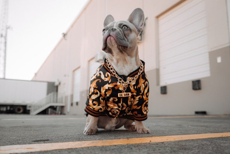 THE BEST PET FASHION FOR 2021