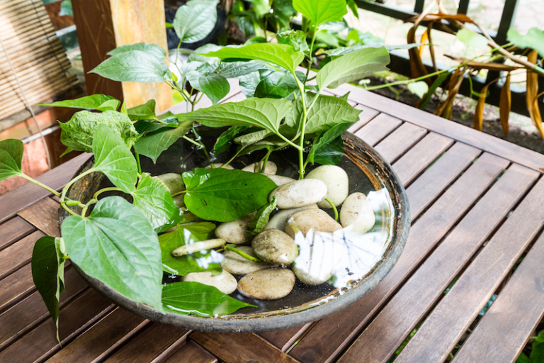 WHAT IS STAGNANT WATER, AND WHY IS IT DANGEROUS? THE IDEAL GUIDE