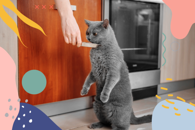 6 HEALTHY RECIPES THAT YOUR CAT WILL LOVE