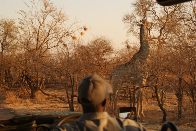 WILDLIFE VOLUNTEERING IN ZIMBABWE: 5 TIPS FOR A CHARITABLE TRIP