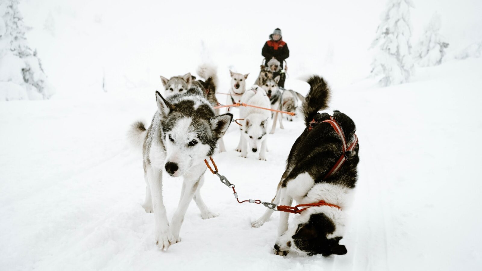 HUSKYSLEDDING Ideal Magazine