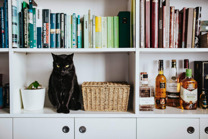 kaboompics_Black cat by a wicker basket on a white bookcase shelf-2