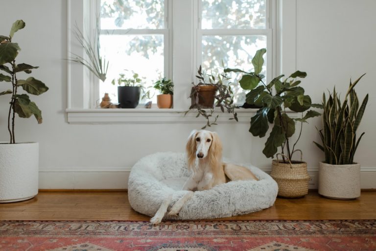 THE IDEAL SLEEP ENVIRONMENT FOR DOGS: HOW TO HELP YOUR DOG SLEEP BETTER