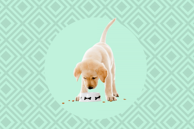 THE BEST COMMERCIALLY PREPARED RAW DOG FOOD PRODUCTS REVIEWED