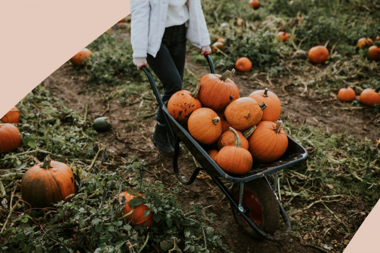 6 Ideal Tips for Pumpkin Picking This Autumn
